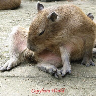 Capybaras Eating Own Poop