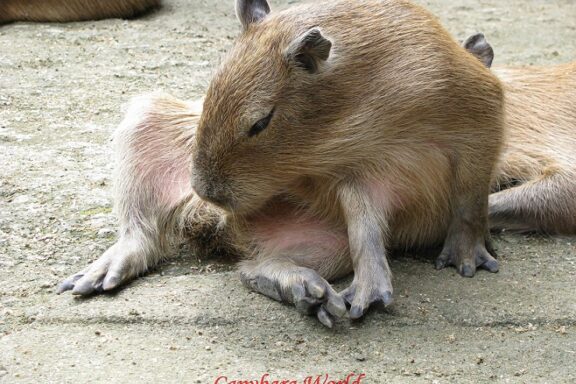 Capybaras Eating Own Poop