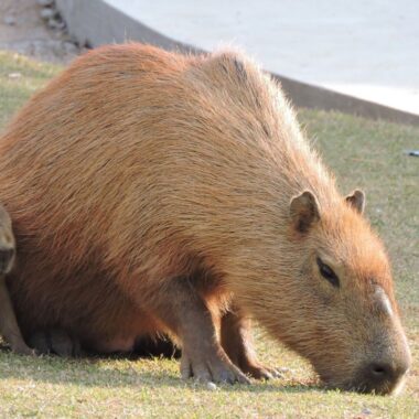 Capybaras Herbivores