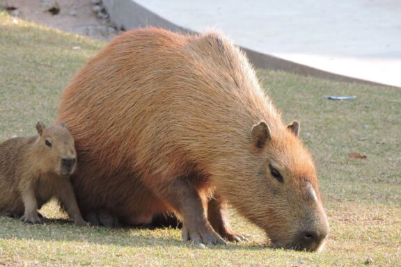 Capybaras Herbivores