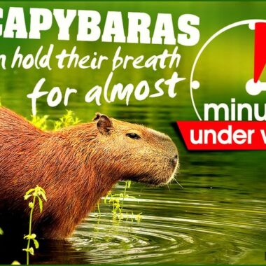 Capybaras Hold Their Breath