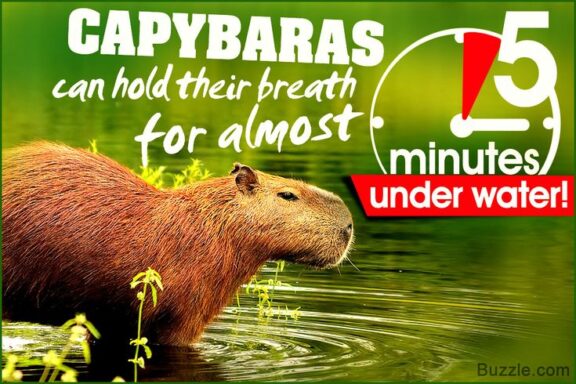 Capybaras Hold Their Breath