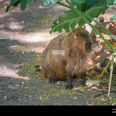 Capybaras in the World