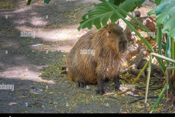 Capybaras in the World