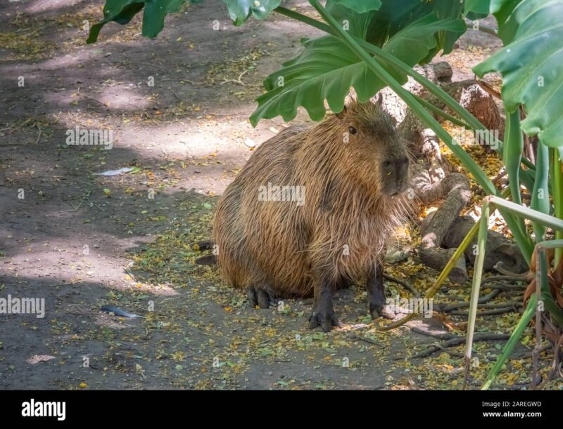 Capybaras in the World