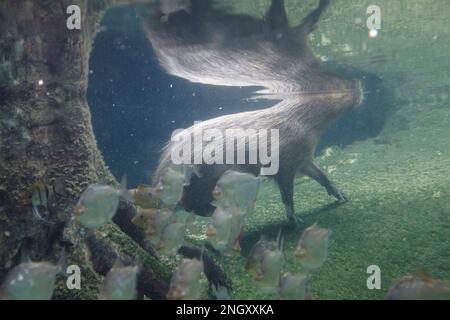 Capybaras Underwater