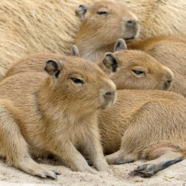 Group of Capybaras