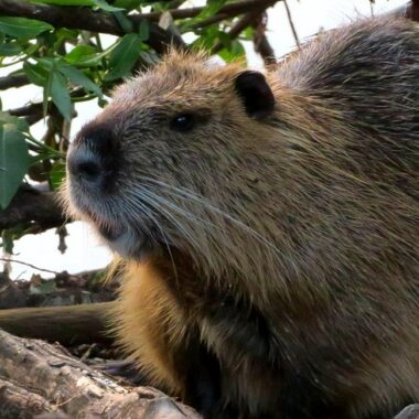 Nutria or Capybara