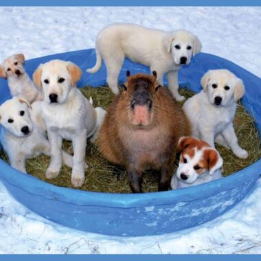 Pet Capybara